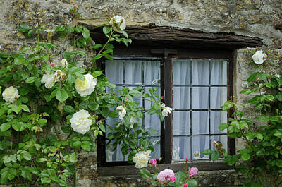 Roses Rights Managed Images - Roses of Arlington Row, Bibury  Royalty-Free Image by Bob Cuthbert