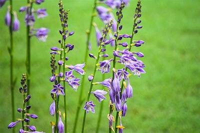 Prescription Medicine - Blue Plantain Lily Hosta by Mary Ann Artz
