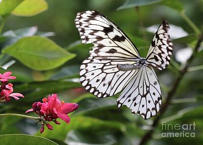 Mother And Child Animals - Flying Butterfly by Carol Groenen