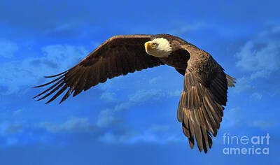 Modigliani - Flying Eagle by Geraldine DeBoer