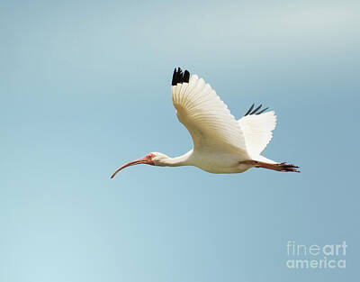 Modern Man Vintage Space Rights Managed Images - Flying White Ibis Royalty-Free Image by Robert Frederick