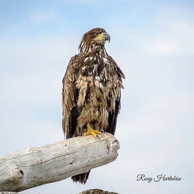 Clouds - Focused Eagle by Roxy Hurtubise