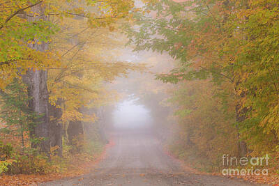 Royalty-Free and Rights-Managed Images - Foggy Autumn Road by Alan L Graham