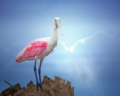 Mark Andrew Thomas Rights Managed Images - Foggy Morning Spoonbill Royalty-Free Image by Mark Andrew Thomas