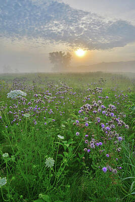 Sultry Plants Rights Managed Images - Foggy Sunrise on Wildflowers of Glacial Park Royalty-Free Image by Ray Mathis