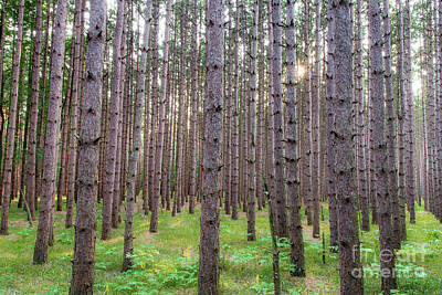 Spaces Images - Forest along Esch Road by Twenty Two North Photography
