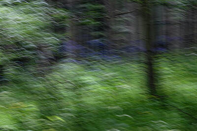Impressionism Photo Royalty Free Images - Forest Impressions Royalty-Free Image by Deborah Hughes