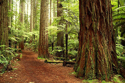 Western Buffalo Royalty Free Images - Trail in redwood forest Royalty-Free Image by Les Cunliffe