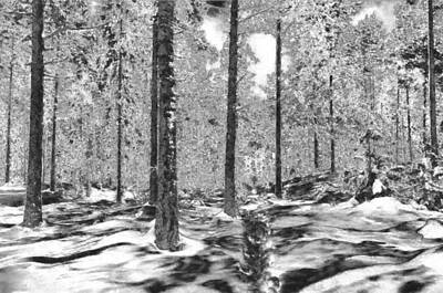 Popular Rustic Neutral Tones - Forest of Ice and Snow by Mario Carini