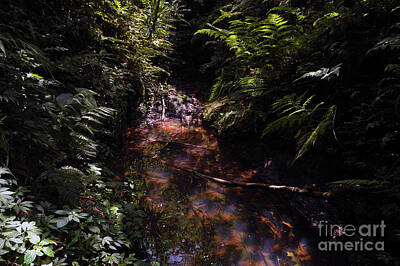 Black And Gold Royalty Free Images - Forest Water Spring Royalty-Free Image by Morris Keyonzo