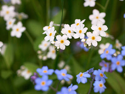 Jouko Lehto Royalty-Free and Rights-Managed Images - Forget me nots in white and blue by Jouko Lehto