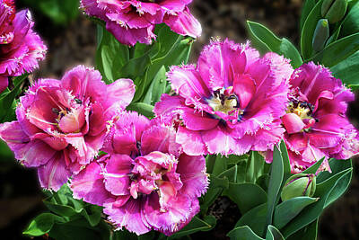 Car Photos Douglas Pittman - Four Frilly Pink Tulips by Lynn Bauer