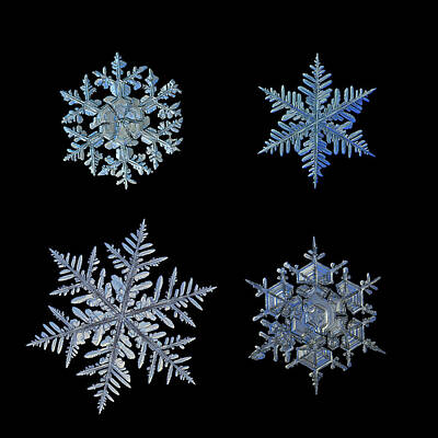 Just Desserts - Four snowflakes on black background by Alexey Kljatov