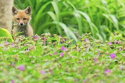 Everet Regal Royalty-Free and Rights-Managed Images - Fox in the garden by Everet Regal