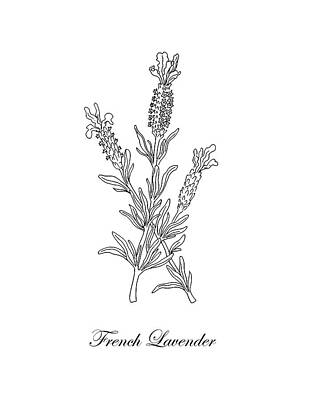 Floral Drawings - French Lavender Botanical Drawing Black And White by Irina Sztukowski