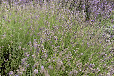 Miami - Fresh green blooming field of lavender herbal plants. by Michalakis Ppalis