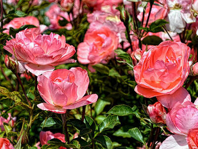 Roses Photos - Fresh Pink Roses by Glenn McCarthy Art and Photography