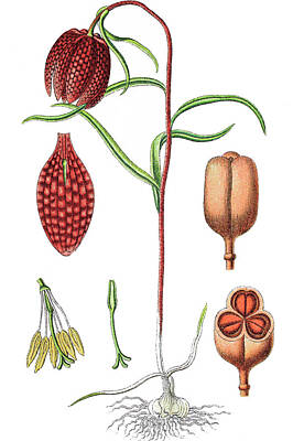 Lilies Drawings - Fritillaria meleagris, asnakes head fritillary, snakes head, c by Bildagentur-online