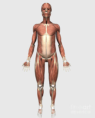 Doors And Windows - Front View Of Human Muscular System by Stocktrek Images