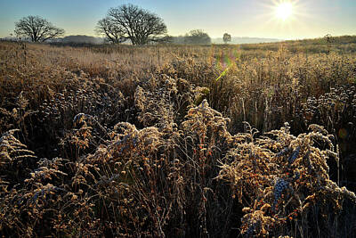 Whimsical Flowers - Frosted Field at Prairieview Education Center by Ray Mathis