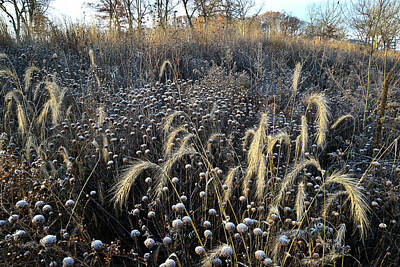 Soap Suds - Frosted Foxtail Grasses in Glacial Park by Ray Mathis