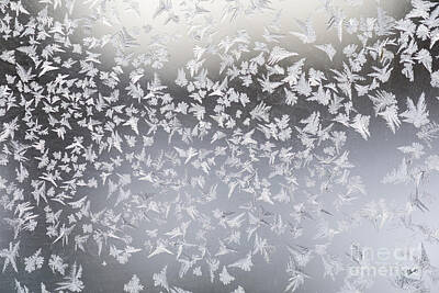 Delicate Orchids - Frosty Ferns by Alana Ranney