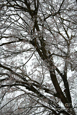 Giuseppe Cristiano Royalty Free Images - Frosty Tree Limbs Royalty-Free Image by Carol Groenen