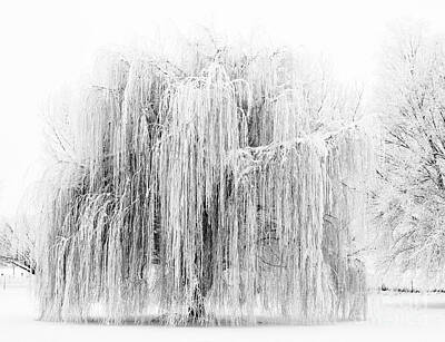 Animal Paintings David Stribbling - Frozen Willow by Michael Dawson