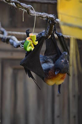 Royalty-Free and Rights-Managed Images - Fruit Bat by Erica Degni