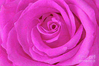 Royalty-Free and Rights-Managed Images - Fuchsia-Pink Rose Portrait by Regina Geoghan
