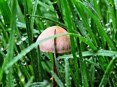 Priska Wettstein Pink Hues - Fungi So Tiny by Katherine White