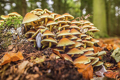 Western Art - Fungus stack by Ed James