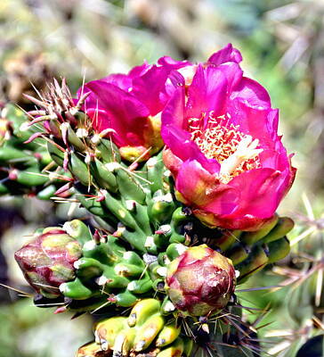 Modern Man Mountains - Fuscia Pink Cactus Flower Bloom by Amy McDaniel