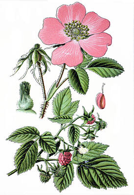 Roses Drawings - Gallic rose, French rose, or rose of Provins, Rosa gallica by Bildagentur-online