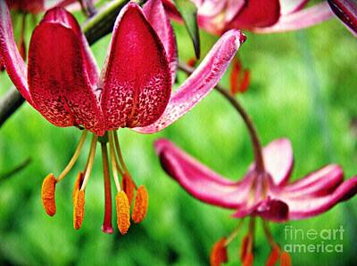 Lilies Photos - Garden Jewels 1 by Sarah Loft