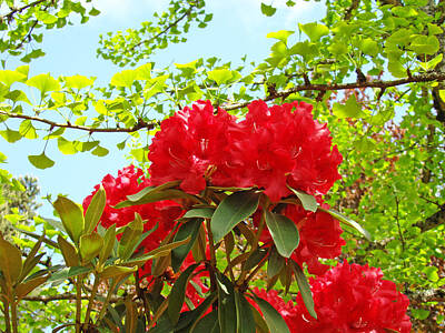 Animal Paintings David Stribbling - Garden Landscape Red Rhodie Flowers Rhododendrons by Patti Baslee