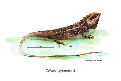 Reptiles Drawings Royalty Free Images - Garden Lizard Royalty-Free Image by Nguyen van Xuan