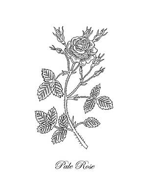 Roses Rights Managed Images - Garden Rose Botanical Drawing Black And White Royalty-Free Image by Irina Sztukowski