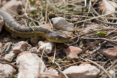 Steven Krull Royalty Free Images - Garter Snake on the Trail in the Pike National Forest of Colorad Royalty-Free Image by Steven Krull