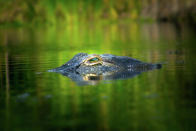 Mark Andrew Thomas Royalty-Free and Rights-Managed Images - Gator at Sunrise by Mark Andrew Thomas