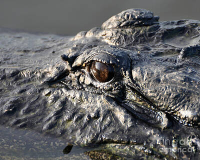 Reptiles Photo Royalty Free Images - Gator Gaze Royalty-Free Image by Al Powell Photography USA