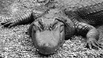 Reptiles Royalty Free Images - Gator Rocks Royalty-Free Image by Jason Freedman