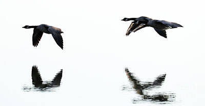 Legendary And Mythic Creatures Rights Managed Images - Geese 4275 Royalty-Free Image by Jack Schultz
