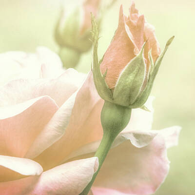 Roses Photo Royalty Free Images - Gentle Roses Royalty-Free Image by Bob Orsillo