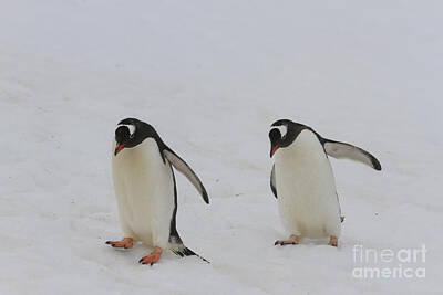 Pop Art Automobiles - Gentoo penguins  by Karen Foley