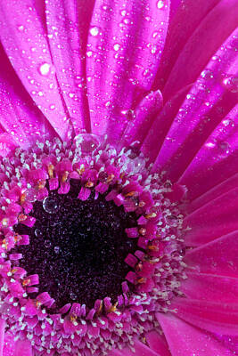 Michael Greaves Royalty-Free and Rights-Managed Images - Gerbera 2 by Michael Greaves
