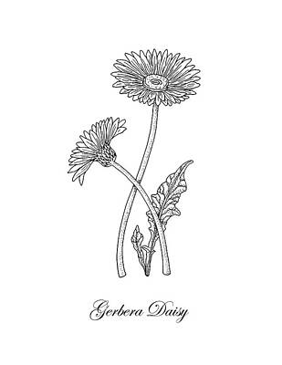Floral Drawings - Gerbera Daisy Flower Botanical Drawing  by Irina Sztukowski