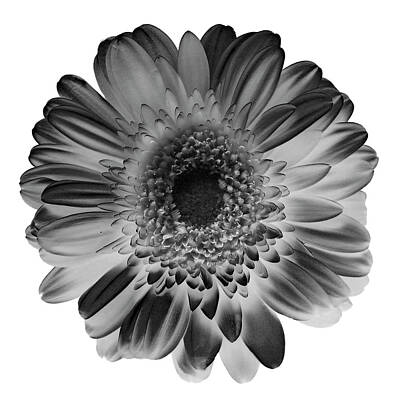Lilies Royalty-Free and Rights-Managed Images - Gerbera II Black and White by Lily Malor