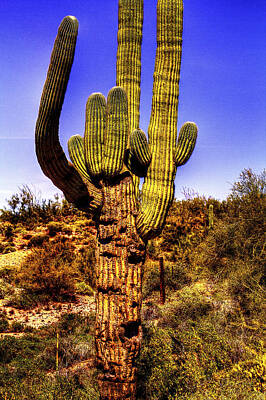 The Champagne Collection - Giant Saguaro Cactus Against a Barbed Wire Boundary Fence by Roger Passman