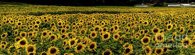 Sunflowers Photos - Giant Sunflower Panorama by Barbara Bowen
